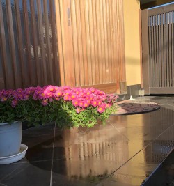 玄関の可愛いお花